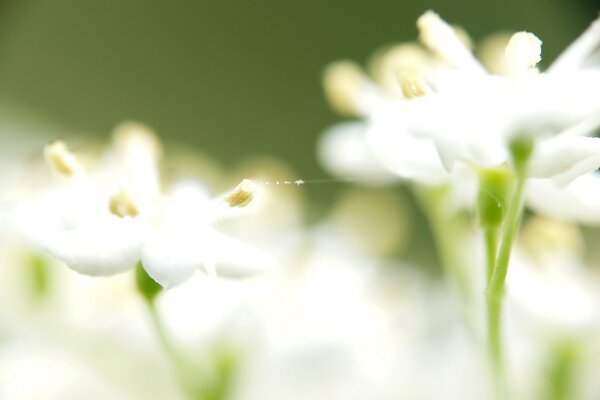 Biały kwiat na zielonym tle