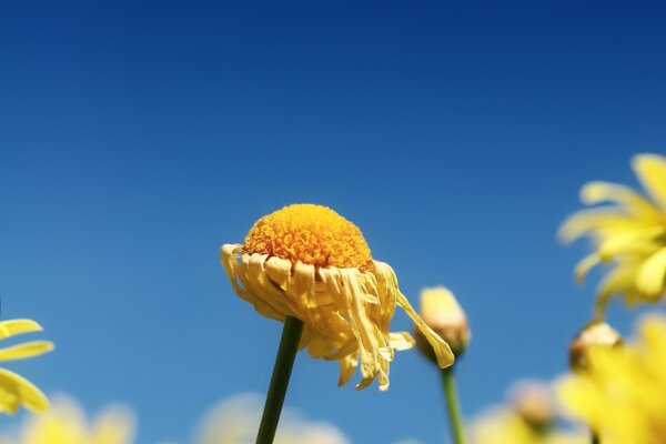 Flétri fleur jaune sur fond de ciel bleu