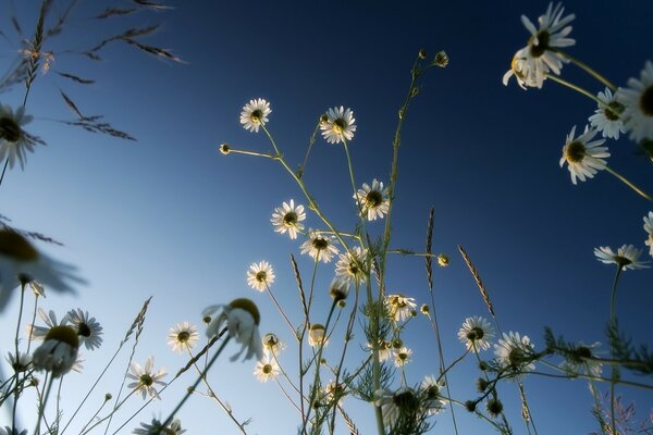 Daisies on a blue sky background