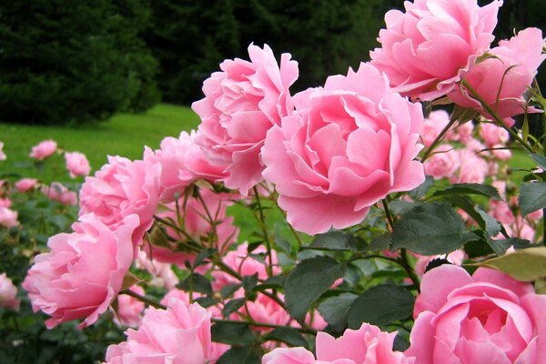 Pink kusa flowers on a background of trees