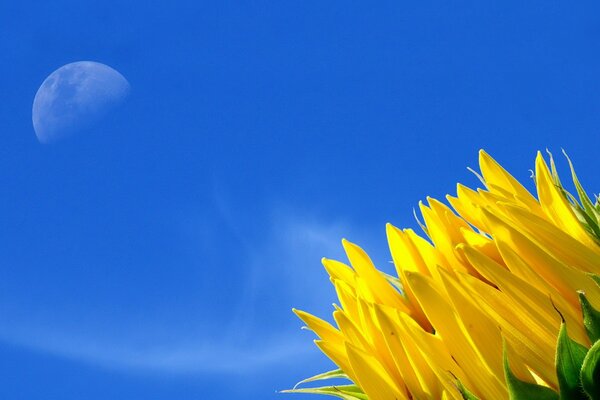Yellow flower on a blue sky background