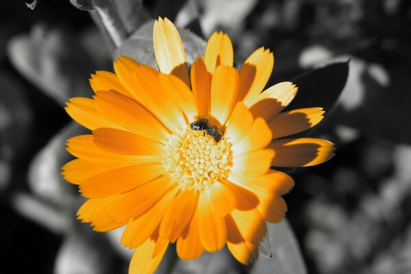 A bee on an orange flower illuminated by the sun