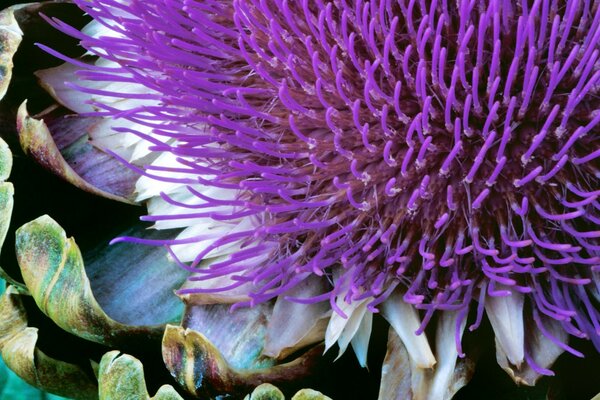 Fleur d artichaut avec étamines lilas