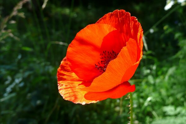 Amapola roja sobre un fondo verde