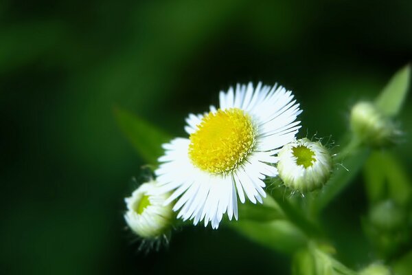 White daisies bloom on a green background