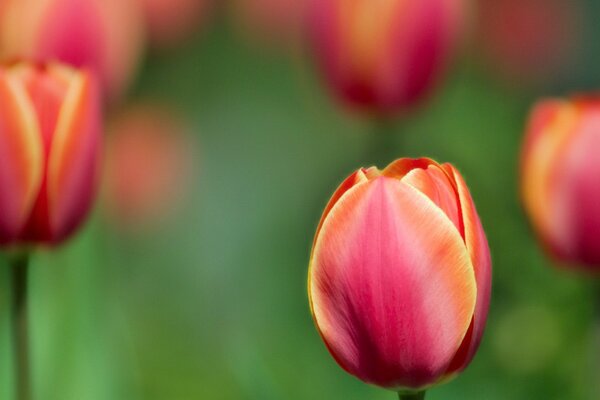 Czerwone tulipany rośliny lato