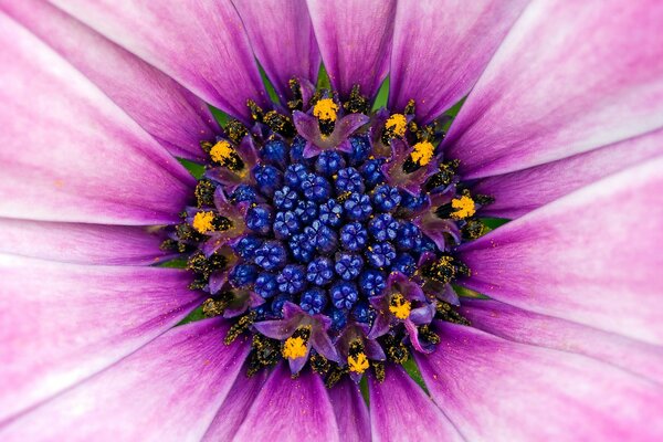 Nucleo di fiore viola nel polline