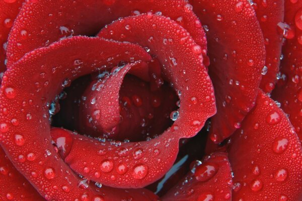 Gocce di pioggia mattutina su una rosa scarlatta