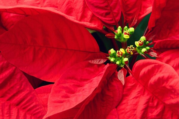 Green buds of a red flower