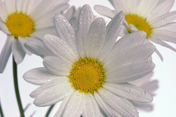 White daisies covered with dew