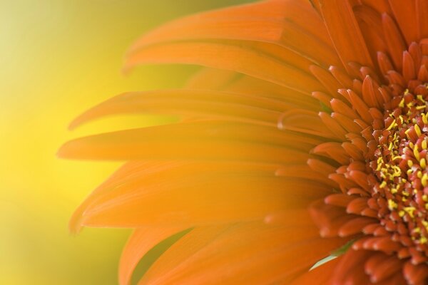 Orange petals on a yellow background