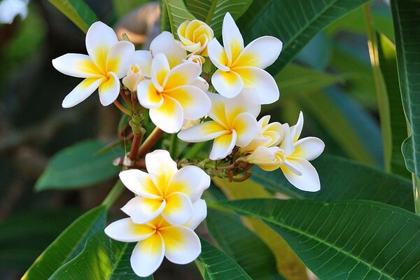 White plumeria petals and green leaves