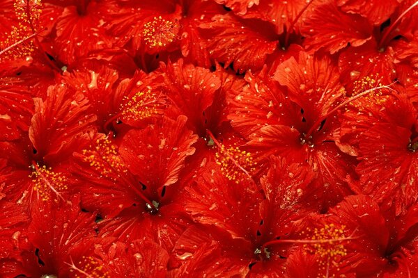 Fleurs rouges avec des gouttes d eau