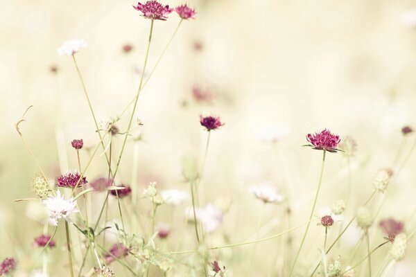 Red flowers in the rays of light