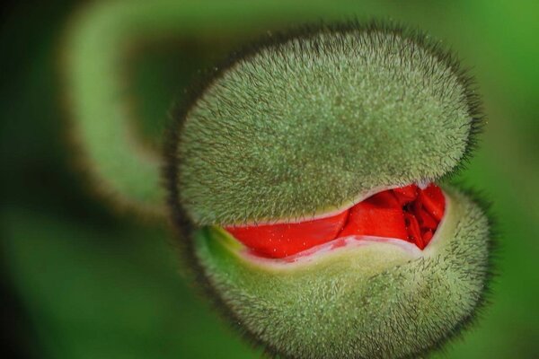 Seltsame Pflanze mit roter Zunge