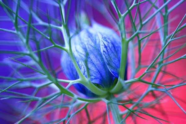 Blaue Blume mit Dornen auf rosa Hintergrund