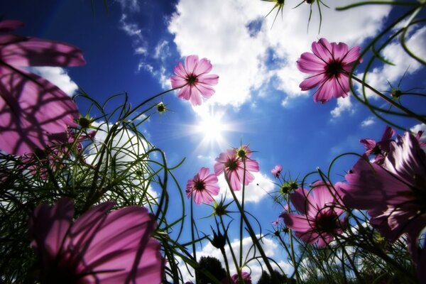 Fleurs, été, couverture sur le ciel clair