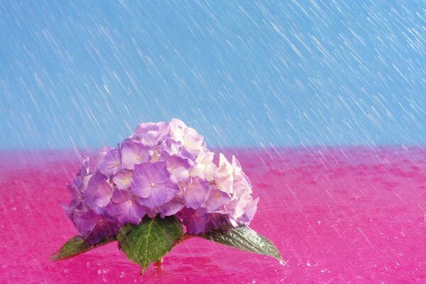 Flor brillante en la foto de las gotas de lluvia