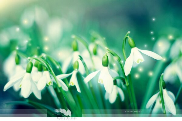 Spring snowdrops on a green background
