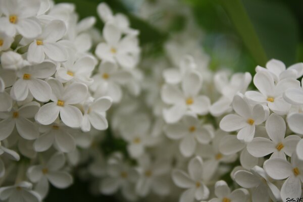 Lilas blanc fleurit en été