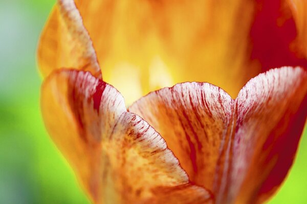 Offene Knospe einer rot-gelben Tulpe