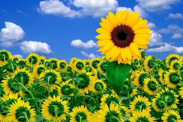 Champ de tournesols et ciel bleu