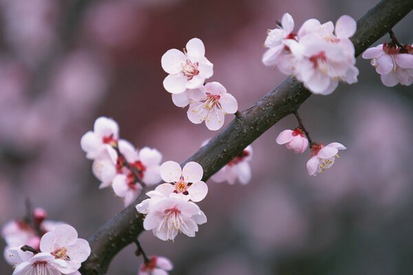 Flores de cerezo rosa en primavera