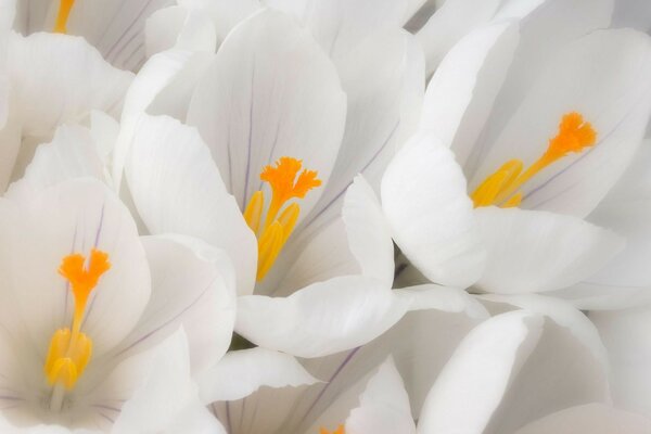 Macro. Fleurs blanches délicates