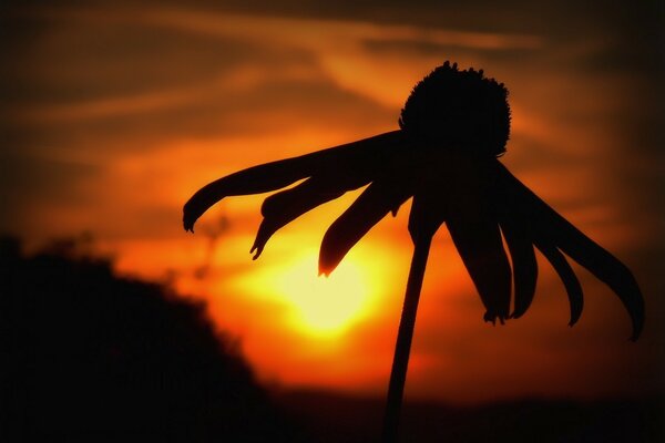 Schwarze Blume bei Sonnenuntergang