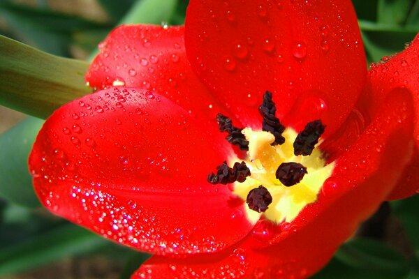 Ярко-красный бутон тюльпана с тычинками