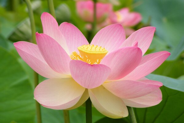 Pale pink water lily