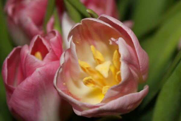Pale pink tulip buds with yellow stamens