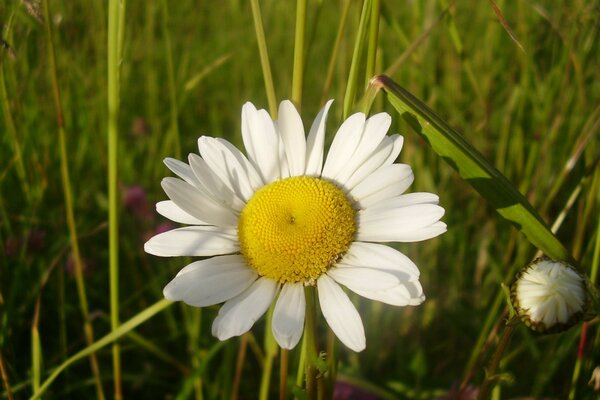 A large daisy illuminated by the sun in the green grass