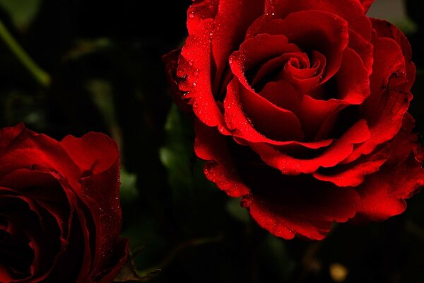 Roses écarlates sur fond sombre