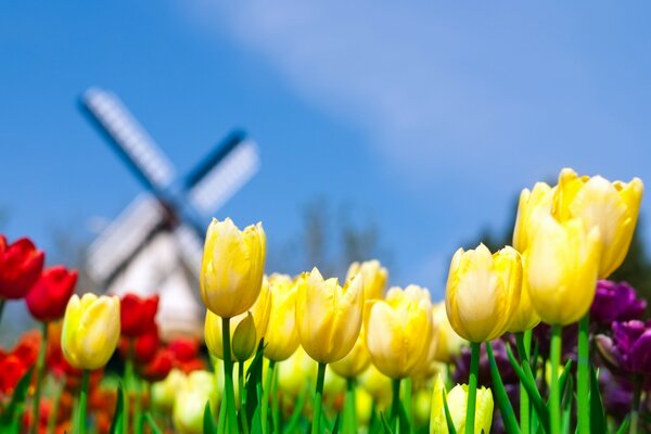 Tulipanes multicolores contra el cielo azul y el molino