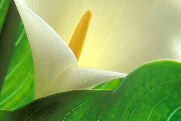 White flower and green leaves