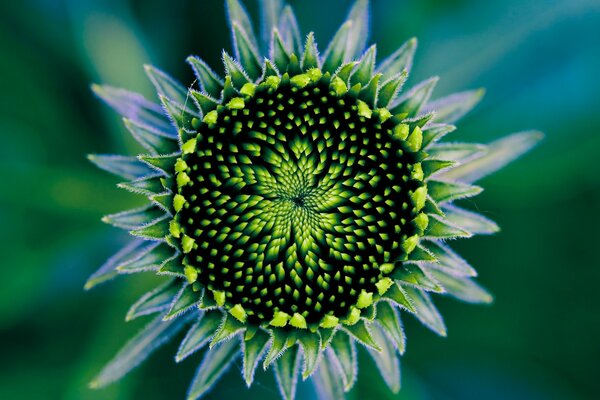 Opening petals of a green sunflower