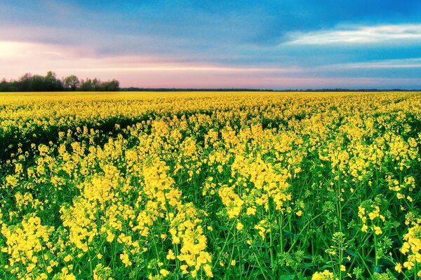 Summer field with yellow flowers