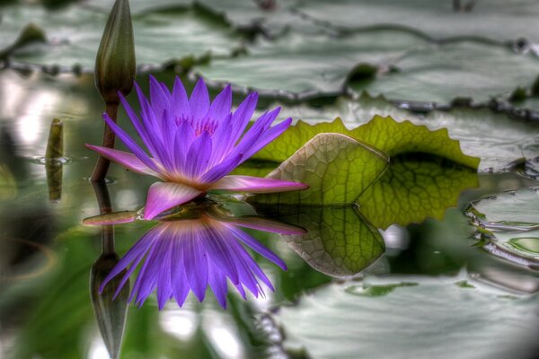 A lilac flower bloomed in the water