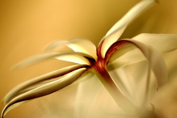 Foto del fiore con i lipesti gialli