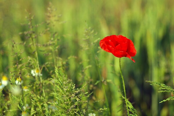 Amapola roja sola en un campo verde