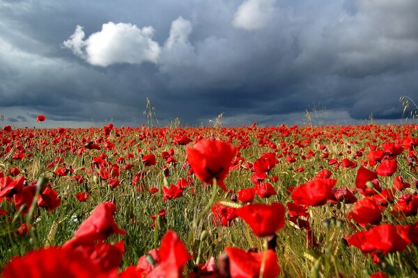 Rote Mohnblumen im Feld vor dem Sturm