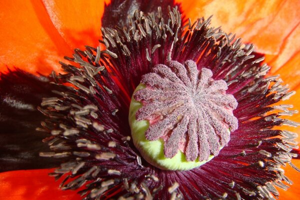 Macro shooting a box of red poppy