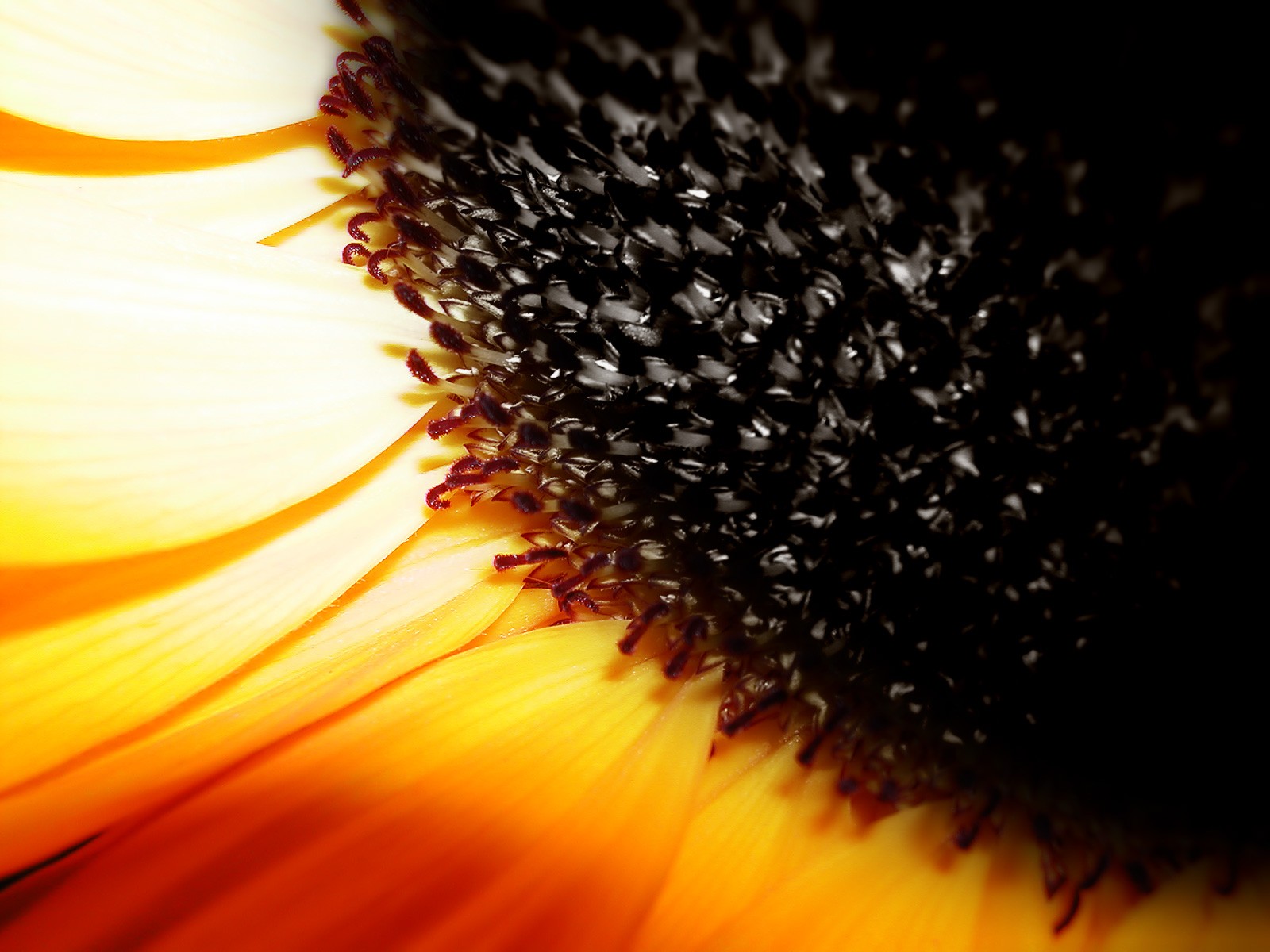 sonnenblume samen gelb