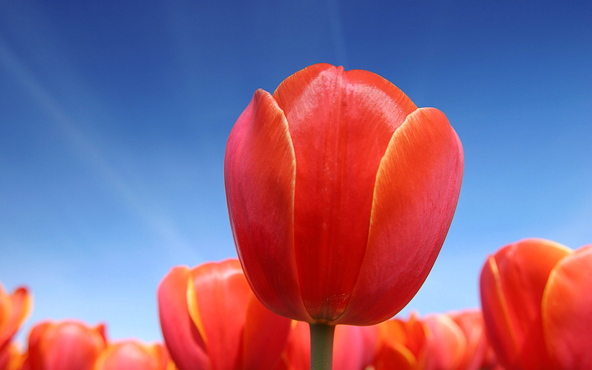 tulips red sky