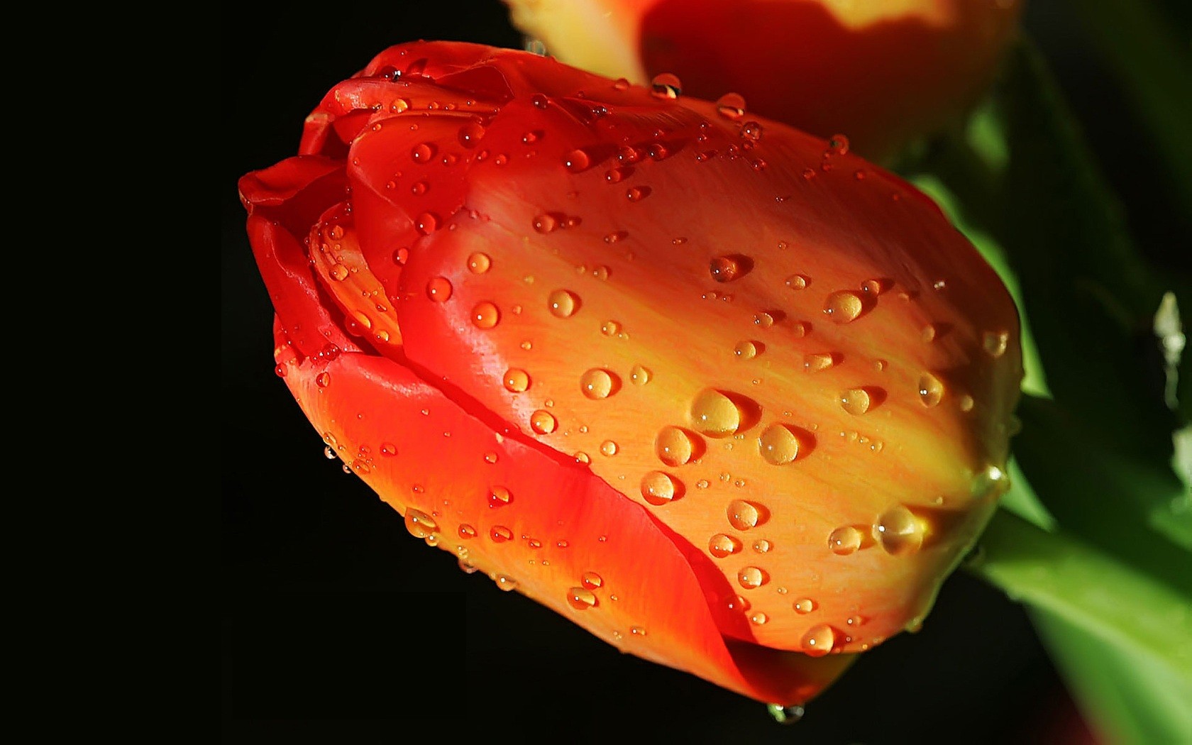 tulipe rouge gouttes