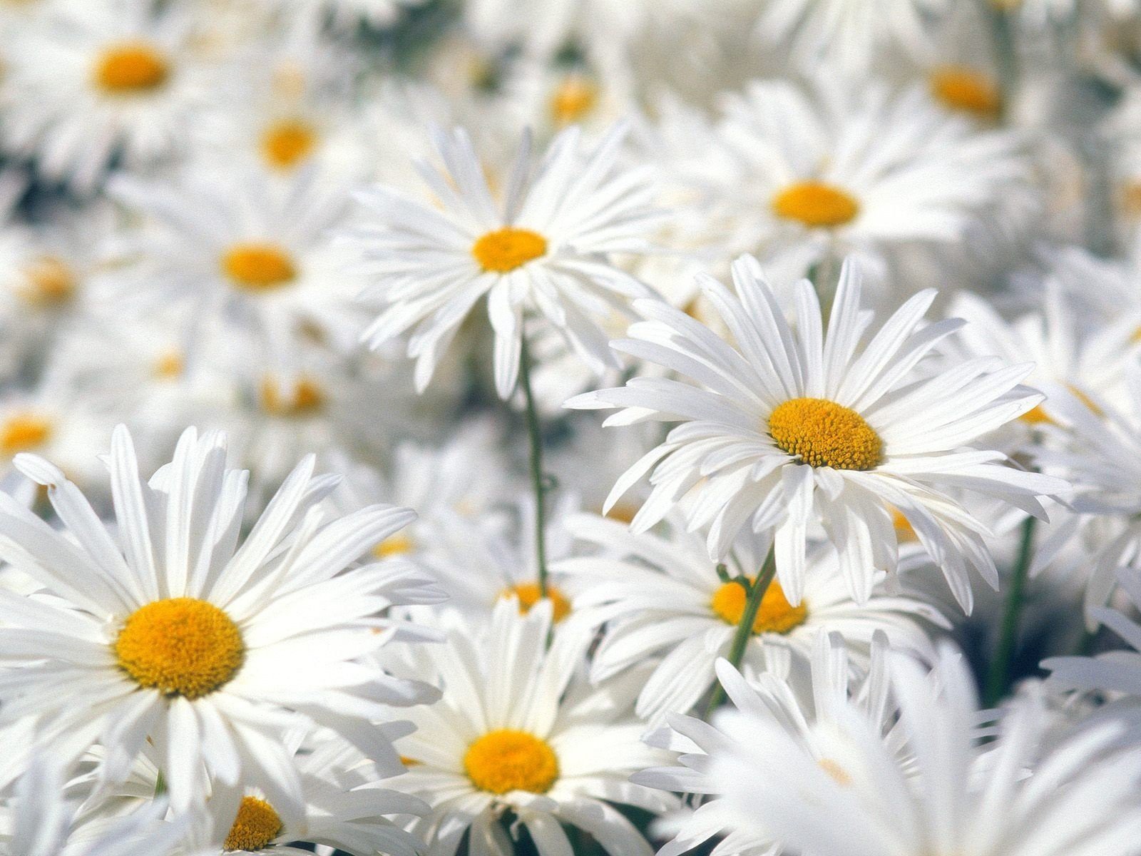 gänseblümchen blumen weiß