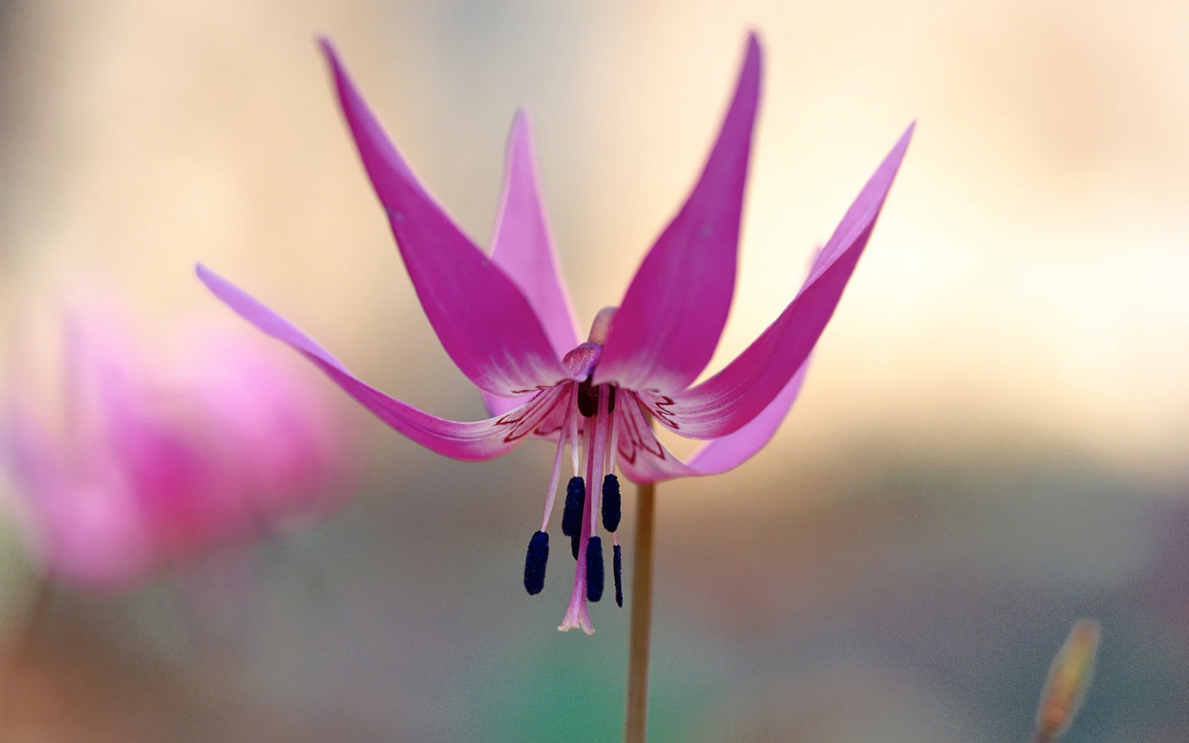 flores grandes abajo