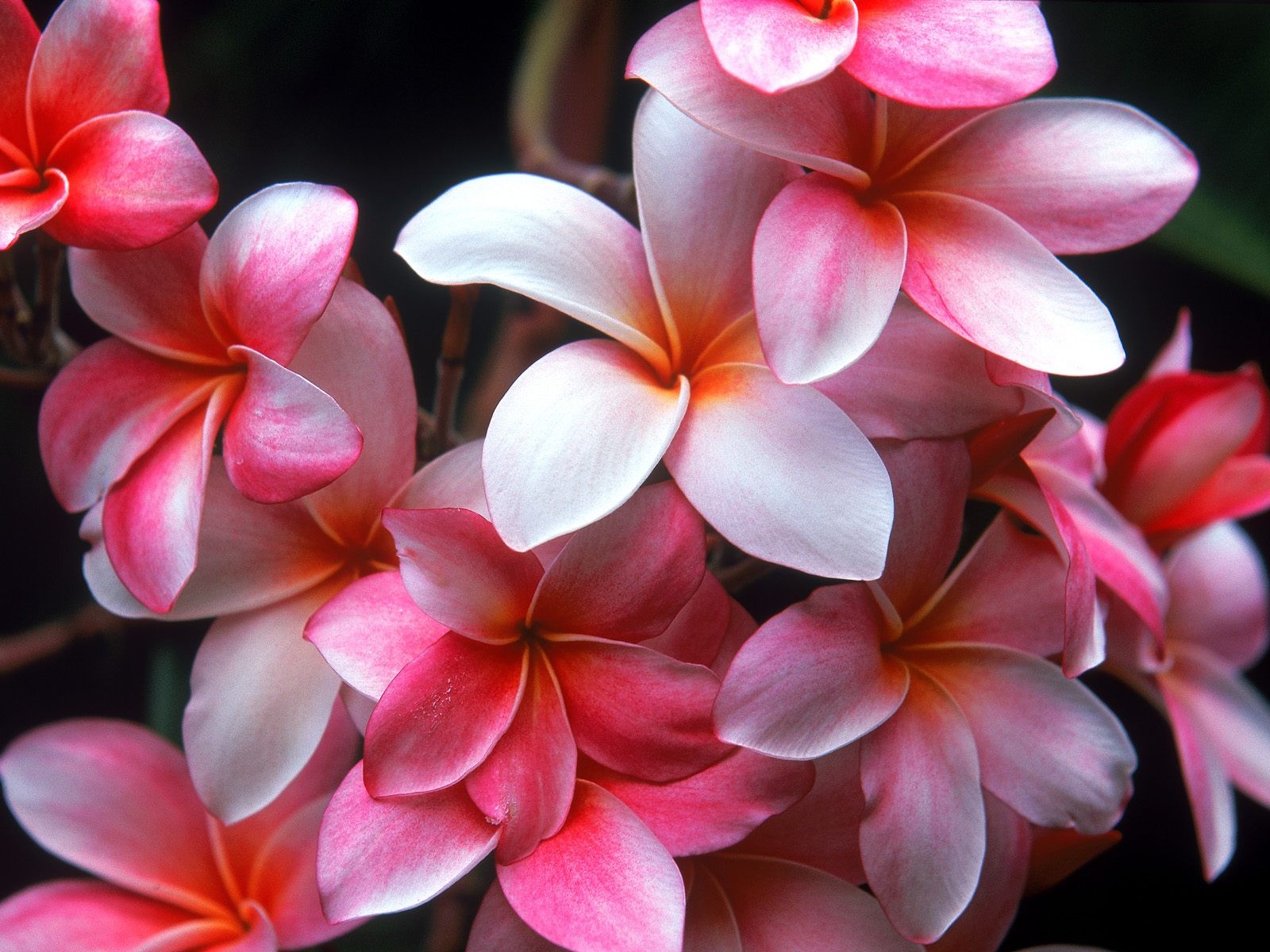 beauté fleurs jardin