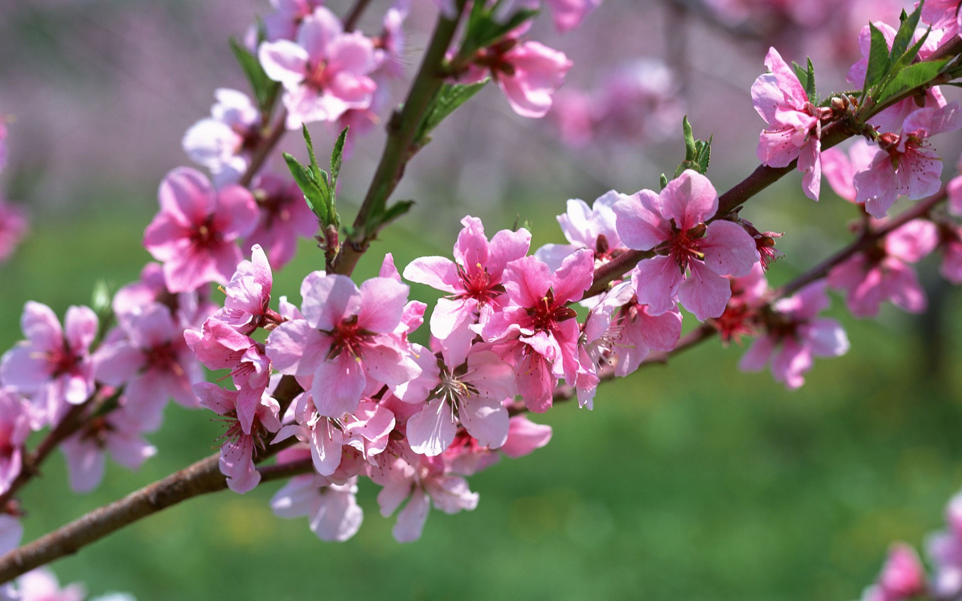 blumen zweig rosa aprikose frühling makro